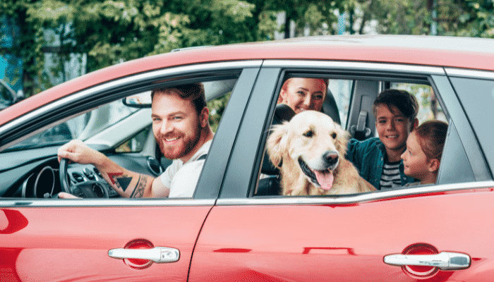Saiba Como Transportar Seu Cachorro Com Segurança Em Viagem De Carro
