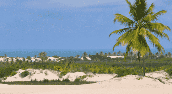 Praia de Mangue Seco com seus coqueiros e belas dunas.