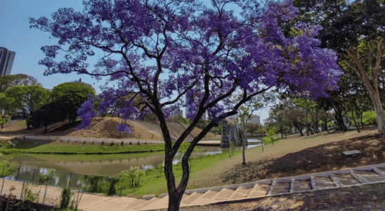 Parque Vitória Régia e ao fundo o monumento cartão postal de Bauru.