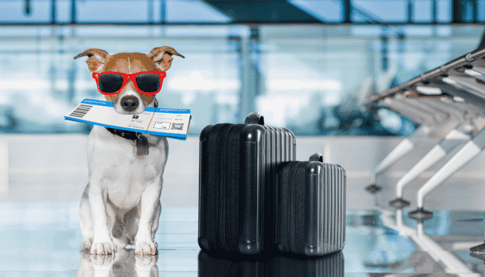 Separamos alguns lugares pet friendly em diferentes estados do Brasil para você aproveitar a viagem com seu pet, confira.