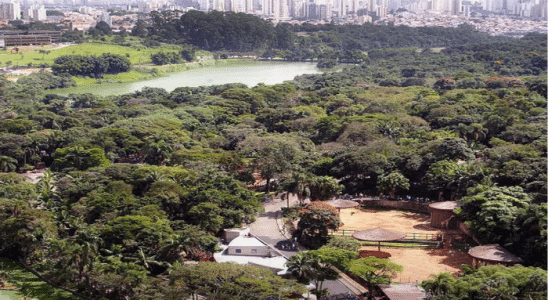 Um pedacinho do incrível Zoológico de São Paulo.