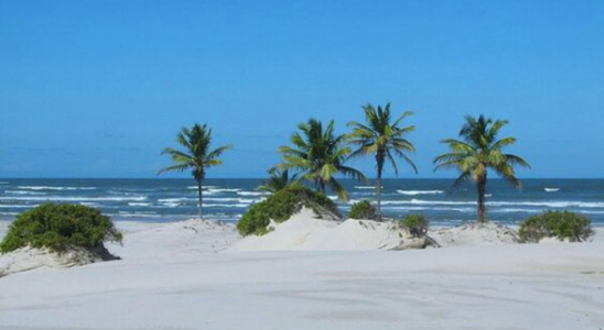 Praia de Mangue Seco com seus coqueiros e dunas.